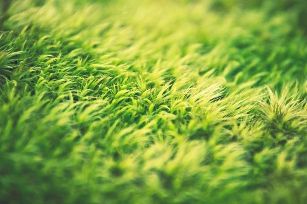 Get to Know Your Grass