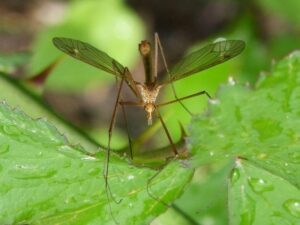 How to Prevent Mosquitoes In Your Yard This Summer