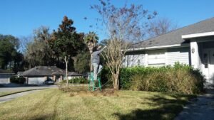 pruning a crepe myrtle 