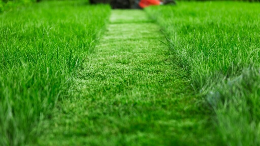 Lawn Service Must-Dos For A Healthy Gainesville Lawn