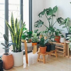 indoor plants help filter air